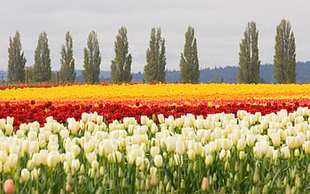 Nature, Flowers, Trees, Tulips, Flower Bed, Flowerbed, Field HD wallpaper
