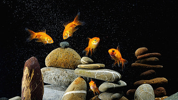 Preview fish, aquarium, rocks, black background HD wallpaper