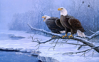 ღ.Great Eagles in Winter.ღ, celebrations, winter, festival, peaceful, party time, wonderful, nice, animals, snow, couple, trees, adorable, great eagles in winter, white trees, sweet, cold, miracle, eagles, travels, snow falls, pretty, world, best, nature, lovely, holidays, silent, cute, frosty, beauty, xmas, quiet, snowflakes, painting, amazing, winter time, together, new year, greeting, frozen, dry trees, beautiful, splendidly, seasons, lakes, vacations, christmas, love, branches, cool, forest, splendor HD wallpaper