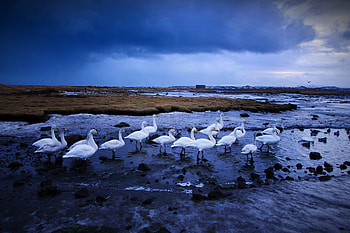Swan, birds, white HD wallpaper