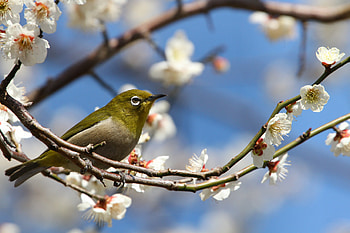 Sakura, Animal, Japanese White Eye, Blossom, Japan, Passerine, Spring, Birds HD wallpaper
