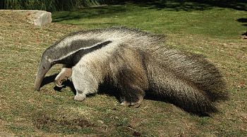 Magnificent anteater, High-definition, Furry creature, Nature's marvel HD wallpaper