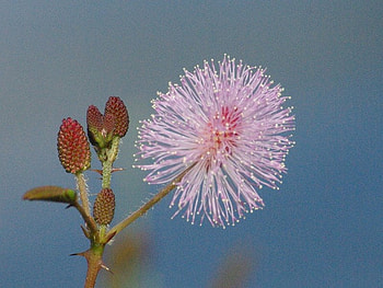 Fuzzy Flower, purple, stem, flower, fuzzy HD wallpaper