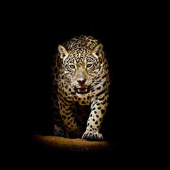 Leopard Black Background, leopard, animals HD phone wallpaper