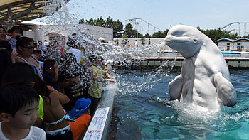 Beluga Whale, New home for white dolphins, Rescuing captive animals, Nurturing marine life HD wallpaper