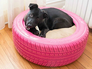 DOG IN TYRE, TYRE, DOG, , ANIMAL HD wallpaper