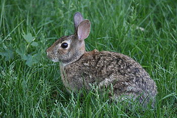 Animals, Grass, Animal, Rabbit HD wallpaper