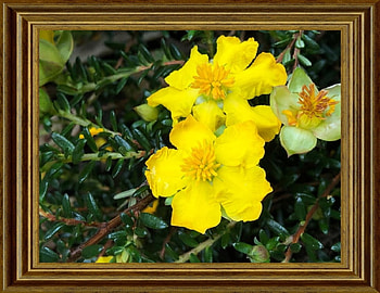FRAMED FLOWERS, NATURE, FLOWERS, , FRAMED HD wallpaper