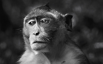 Animals, Muzzle, Monkey, Sight, Opinion, Bw, Chb HD wallpaper
