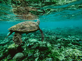 Explore the beauty of a sea turtle gliding through a colorful underwater coral reef. HD wallpaper