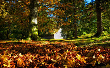 Autumn Leaves, peaceful, beauty, autumn splendor, trees, autumn, woods, fall, landscape, carpet of leaves, beautiful, tree, leaves, pretty, autumn colors, view, nature, leaf, lovely, forest, splendor HD wallpaper