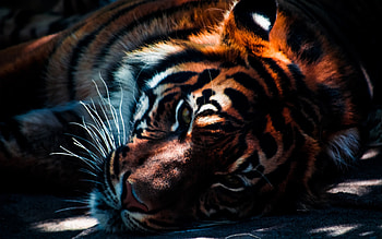 Tiger Closeup, nature, Closeup, Tiger, animals HD wallpaper