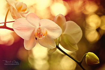 orchid-dream, nature, flowers, orchid, lovely, dream HD wallpaper