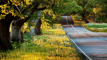 road like a rollercoaster in a forest, grass, road, wavy, forest HD wallpaper