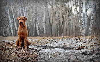 Animals, Autumn, Sit, Forest, Dog, Stroll, Mainly Cloudy, Overcast HD wallpaper