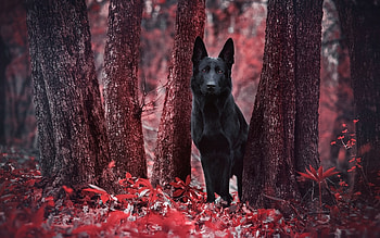 German Shepherd, animal, dog, cute, beautiful HD wallpaper