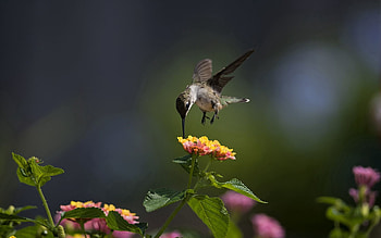 Animals, Flowers, Humming-Birds, Macro, Bird, Sunny HD wallpaper