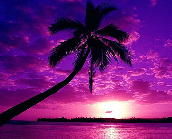 Purple Beach, purple, , beautiful, sunset, tree, beach HD wallpaper