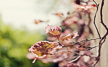 Nature, Leaves, Pink, Shine, Light, Blur, Branch HD wallpaper
