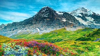 Beautiful alpine flowers and high snowy mountains near Grindelwald, Switzerland, blossoms, wildflowers, clouds, landscape, sky, alps, rocks HD wallpaper