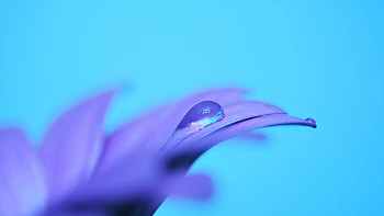 Flower, Macro, Petals, Drop HD wallpaper