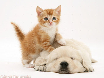 Kitty And Puppy, Cat, Dog, Kitty, Puppy HD wallpaper