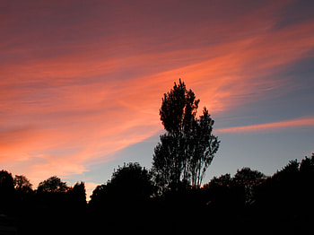 Nature, Sunset, Sky, Clouds, Wood, Tree, Evening HD wallpaper