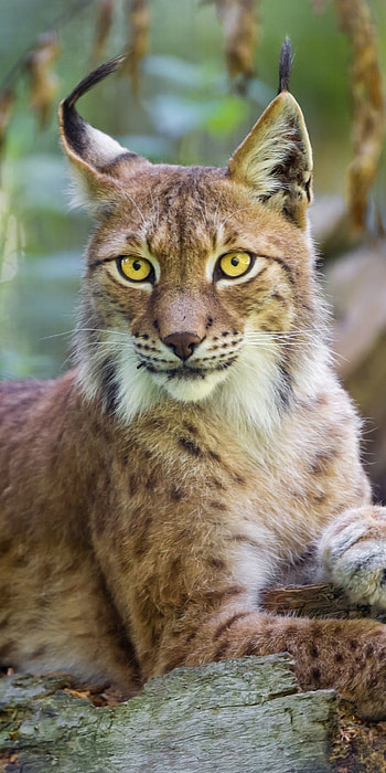 Animal lynx, Natural elegance, Graceful movement, Wildlife charm HD phone wallpaper