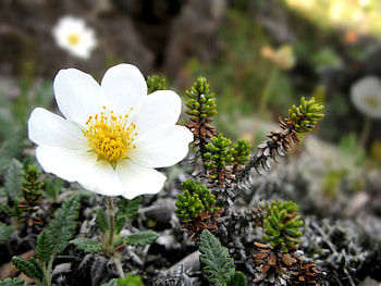 lilly, white, flower HD wallpaper