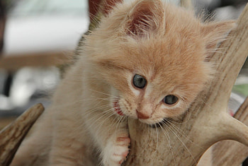 Cat, kitten, kitty, cats, cute, sleepy, sleeping, beauty, animals, hat, sweet, beautiful, paws, cat face, pretty, face, lovely HD wallpaper