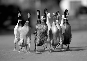 Animals, Ducks, Road, Flock HD wallpaper
