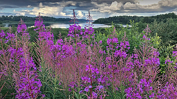 SUMMER LANDSCAPE with a RIVER and CLOUDY SKY BEHIND BLOOMING CHAMERION ANGUSTFIOLIUM, river, wild flowers, landscape, clouds, nature HD wallpaper