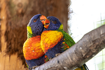Close Up Perched Birds , parrot, birds, love HD wallpaper