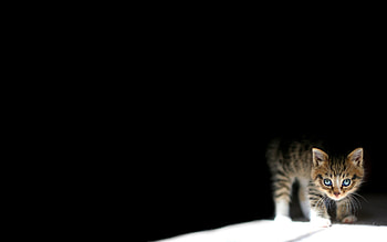 Animals, Dark, Kitty, Kitten, Lie, To Lie Down HD wallpaper