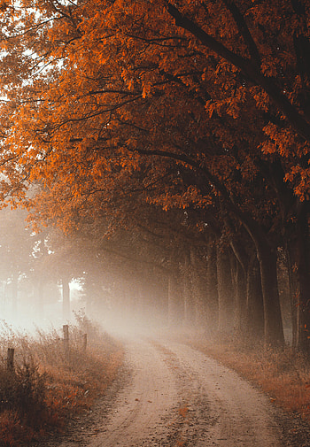 Nature, Trees, Autumn, Road, Fog HD phone wallpaper