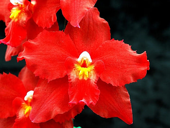 red orchids, flowers, red, beauty, yellow HD wallpaper