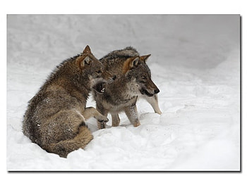 Wolf Growl, animals, snow, dogs, nature, wolf HD wallpaper