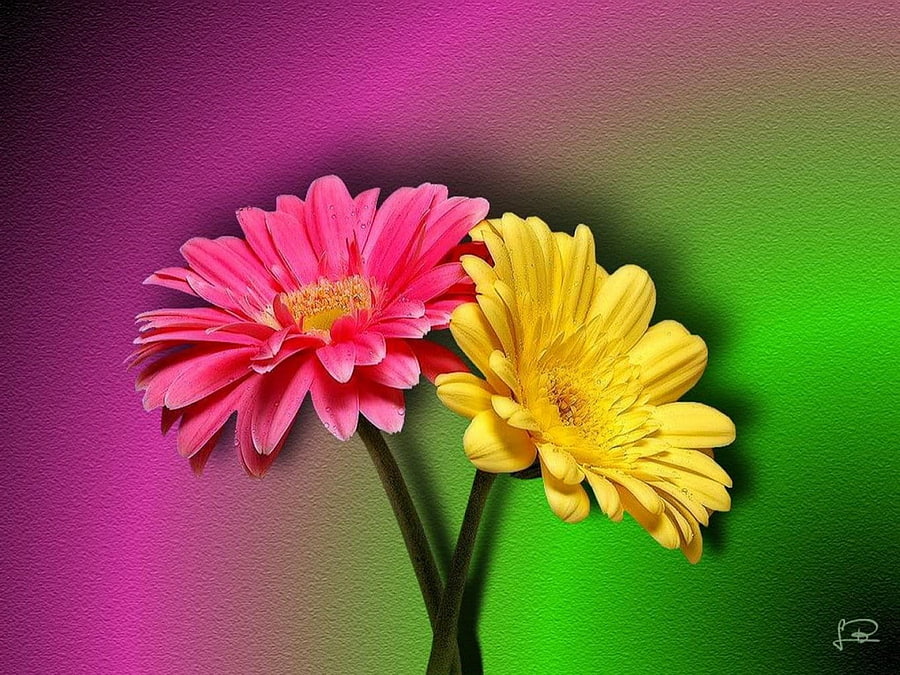 Flores 02, flores, colores, colors, gelb, rosa, pink, farben, yellow, amarillo, flowers, blumen HD wallpaper