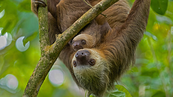 Hoffmann's two-toed sloth mother and young, Puerto Viejo de Talamanca, Costa Rica, baby animal, Animal, sloth HD wallpaper