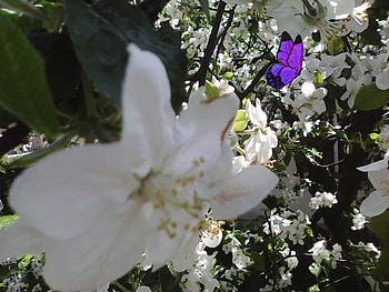 Flowers of may, white, apple, flowers, spring, blossom HD wallpaper