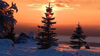 Amazing !!!, winter, snow, tree, sunset HD wallpaper