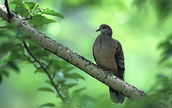 Animals, Leaves, Bird, Wood, Tree, Branch HD wallpaper