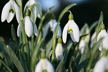 adi, nature, flowers HD wallpaper