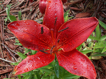 Red lily, lilys, flowers HD wallpaper