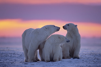 Polar bear family, animal , Nature's harmony, Wildlife graphy HD wallpaper