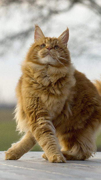 Maine Coon, Sarah Walker, Striking felines, Majestic beauty HD phone wallpaper