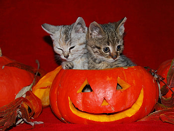 Together this Halloween, smile, cats, orange, halloween, animals, love, pumpkin, happy, forever, together HD wallpaper