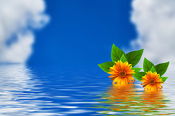 Flowers, Water, Clouds, Sky HD wallpaper