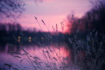 Plants Spike Lake Reeds , plants, nature, lake, graphy HD wallpaper