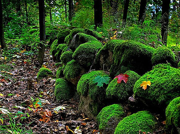First fall leaves, moss, bushes, leaves of fall, rocks, yellow, red, fallen, trees, forest rich green HD wallpaper